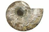 Cut & Polished Ammonite Fossil (Half) - Madagascar #329167-1